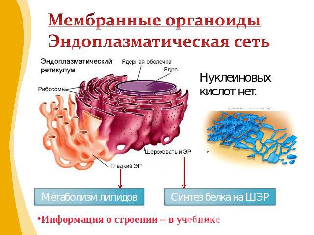 Нуклеиновых кислот нет.Мембранные органоиды Эндоплазматическая сеть Метаболизм липидов Синтез белка на ШЭР Информация о строении – в учебнике