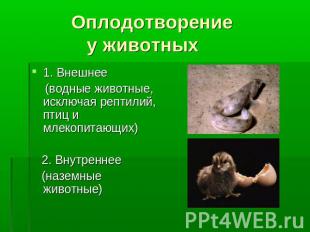 Оплодотворение у животных Внешнее (водные животные, исключая рептилий, птиц и мл