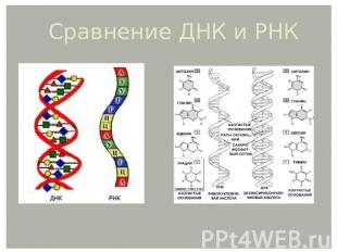 Сравнение ДНК и РНК