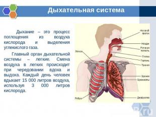 Дыхательная система Дыхание – это процесс поглощения из воздуха кислорода и выде