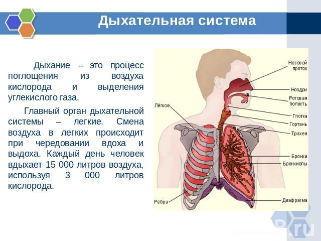 Дыхательная система Дыхание – это процесс поглощения из воздуха кислорода и выделения углекислого газа. Главный орган дыхательной системы – легкие. Смена воздуха в легких происходит при чередовании вдоха и выдоха. Каждый день человек вдыхает 15 000 …