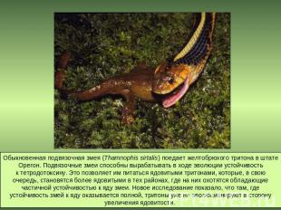 Обыкновенная подвязочная змея (Thamnophis sirtalis) поедает желтобрюхого тритона
