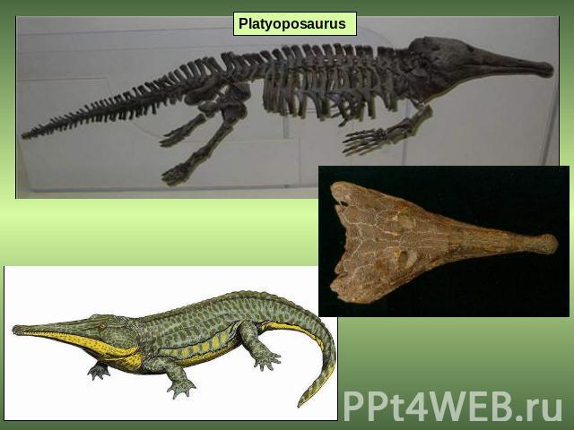 Platyoposaurus