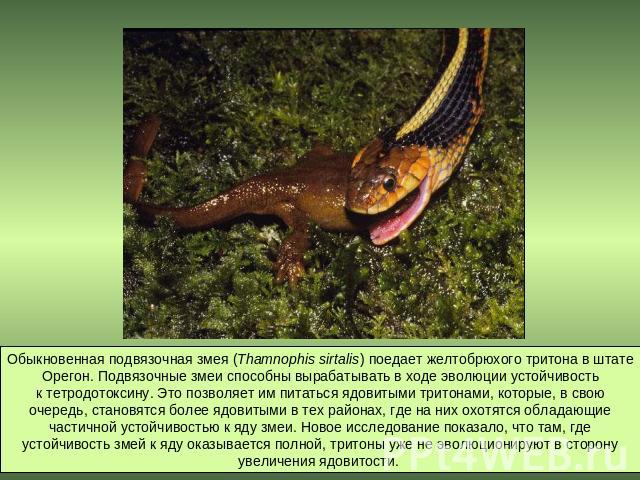 Обыкновенная подвязочная змея (Thamnophis sirtalis) поедает желтобрюхого тритона в штате Орегон. Подвязочные змеи способны вырабатывать в ходе эволюции устойчивость к тетродотоксину. Это позволяет им питаться ядовитыми тритонами, которые, в свою оче…