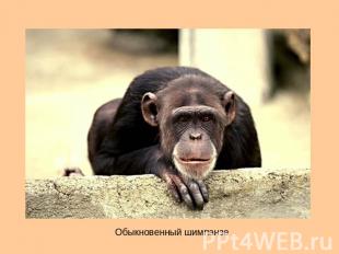 Обыкновенный шимпанзе