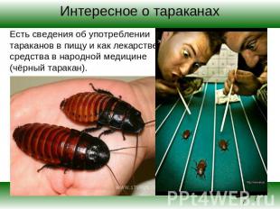 Интересное о тараканах Есть сведения об употреблении тараканов в пищу и как лека