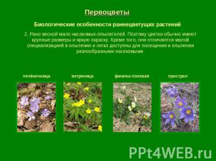 Первоцветы Биологические особенности раннецветущих растений 2. Рано весной мало