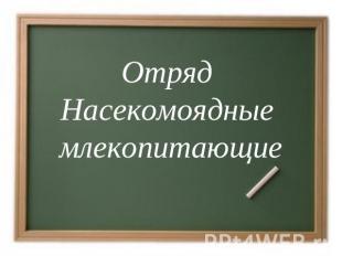 Отряд Насекомоядные млекопитающие