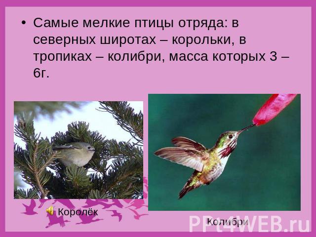 Самые мелкие птицы отряда: в северных широтах – корольки, в тропиках – колибри, масса которых 3 – 6г.