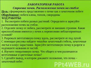 ЛАБОРАТОРНАЯ РАБОТА Строение почек. Расположение почек на стебле Цель: сформиров