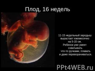 Плод, 16 недель 11-15 недельный зародыш вырастает ежемесячно на 5-15 см. Ребенок