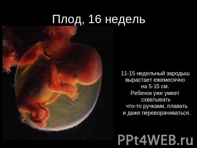 Плод, 16 недель 11-15 недельный зародыш вырастает ежемесячно на 5-15 см. Ребенок уже умеет схватывать что-то ручками, плавать и даже переворачиваться.