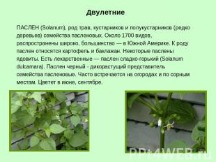 Двулетние ПАСЛЕН (Solanum), род трав, кустарников и полукустарников (редко дерев