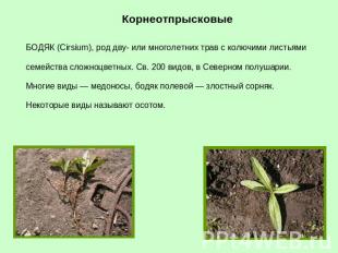Корнеотпрысковые БОДЯК (Cirsium), род дву- или многолетних трав с колючими листь