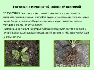 Растения с мочковатой корневой системой ПОДОРОЖНИК, род одно- и многолетних трав