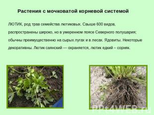 Растения с мочковатой корневой системой ЛЮТИК, род трав семейства лютиковых. Свы