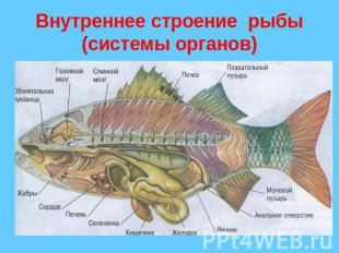 Внутреннее строение рыбы(системы органов)
