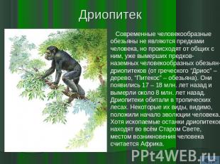 Дриопитек Современные человекообразные обезьяны не являются предками человека, н