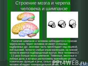 Строение мозга и черепа человека и шимпанзе Различия шимпанзе и человека наблюда