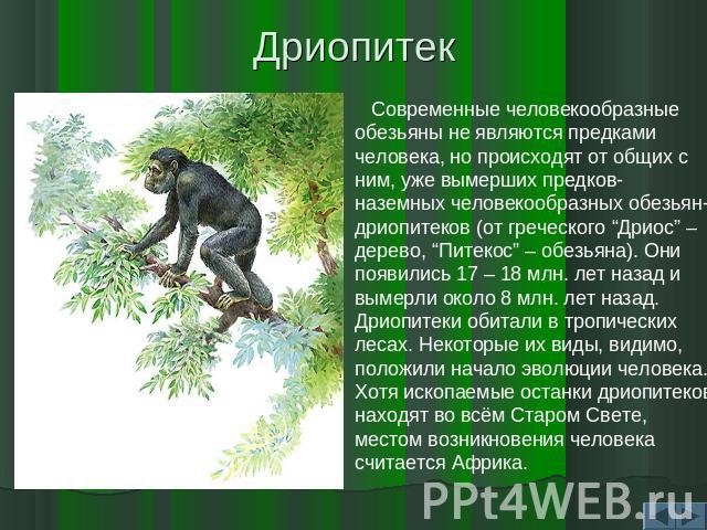 Дриопитек Современные человекообразные обезьяны не являются предками человека, но происходят от общих с ним, уже вымерших предков- наземных человекообразных обезьян- дриопитеков (от греческого “Дриос” – дерево, “Питекос” – обезьяна). Они появились 1…
