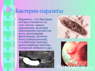 Бактерии-паразиты Паразиты – это бактерии, которые питаются за счет клеток живых