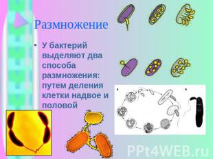 Размножение У бактерий выделяют два способа размножения: путем деления клетки на