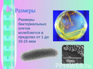 Размеры бактериальных клеток колеблются в пределах от 1 до 10-15 мкм