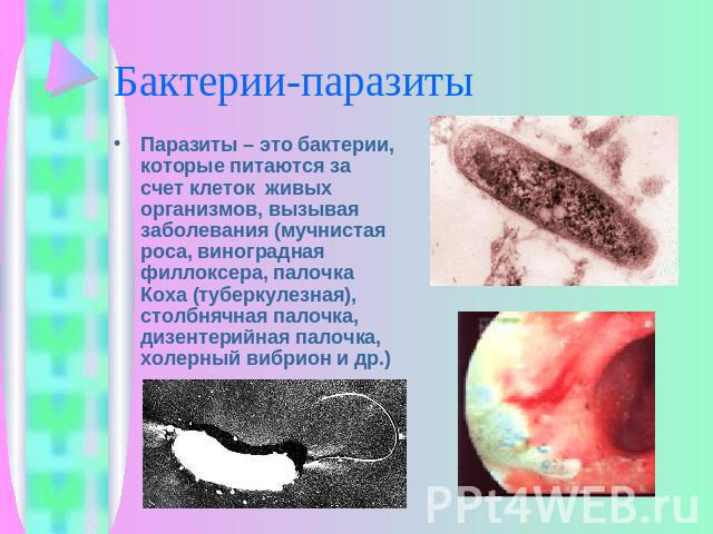 Бактерии-паразиты Паразиты – это бактерии, которые питаются за счет клеток живых организмов, вызывая заболевания (мучнистая роса, виноградная филлоксера, палочка Коха (туберкулезная), столбнячная палочка, дизентерийная палочка, холерный вибрион и др.)
