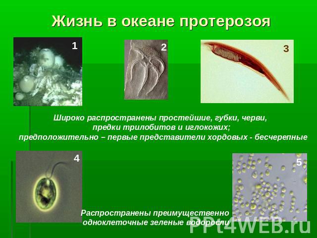 Жизнь в океане протерозоя Широко распространены простейшие, губки, черви, предки трилобитов и иглокожих; предположительно – первые представители хордовых - бесчерепные Распространены преимущественно одноклеточные зеленые водоросли