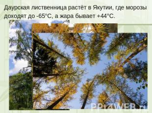 Даурская лиственница растёт в Якутии, где морозы доходят до -65°С, а жара бывает