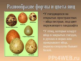 Разнообразие формы и цвета яиц У гнездящихся на открытых пространствах – яйца пе
