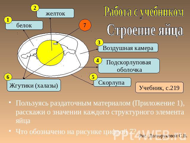 Пользуясь раздаточным материалом (Приложение 1), расскажи о значении каждого структурного элемента яйца Что обозначено на рисунке цифрой 7?