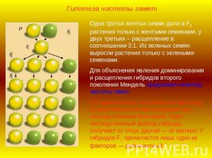 Гипотеза чистоты гаметОдна третья желтых семян дали в F3 растения только с желты