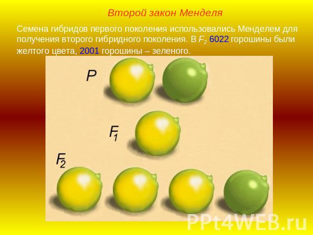 Второй закон МенделяСемена гибридов первого поколения использовались Менделем для получения второго гибридного поколения. В F2 6022 горошины были желтого цвета, 2001 горошины – зеленого.