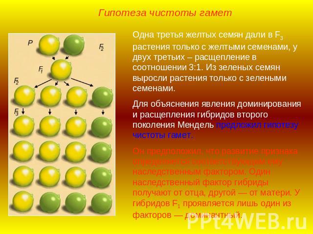 Гипотеза чистоты гаметОдна третья желтых семян дали в F3 растения только с желтыми семенами, у двух третьих – расщепление в соотношении 3:1. Из зеленых семян выросли растения только с зелеными семенами.Для объяснения явления доминирования и расщепле…