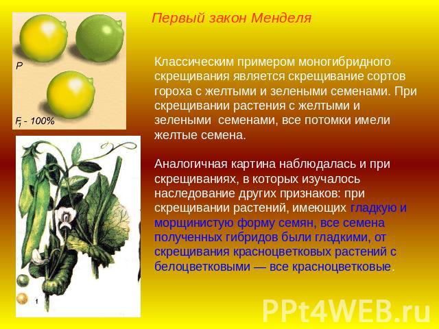 Первый закон МенделяКлассическим примером моногибридного скрещивания является скрещивание сортов гороха с желтыми и зелеными семенами. При скрещивании растения с желтыми и зелеными семенами, все потомки имели желтые семена.Аналогичная картина наблюд…
