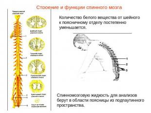 Строение и функции спинного мозгаКоличество белого вещества от шейного к пояснич
