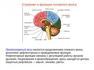 Строение и функции головного мозгаПродолговатый мозг является продолжением спинн