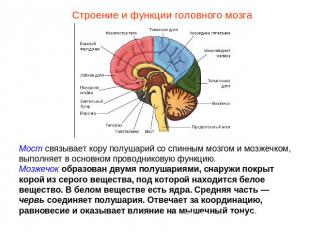 Строение и функции головного мозгаМост связывает кору полушарий со спинным мозго