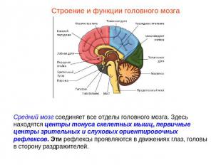 Строение и функции головного мозгаСредний мозг соединяет все отделы головного мо