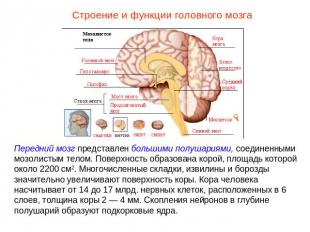 Строение и функции головного мозгаПередний мозг представлен большими полушариями