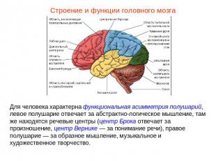Строение и функции головного мозгаДля человека характерна функциональная асиммет