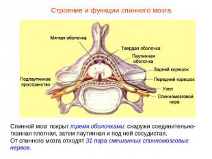 Строение и функции спинного мозгаСпинной мозг покрыт тремя оболочками: снаружи с