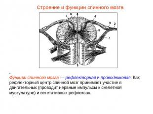 Строение и функции спинного мозга.Функции спинного мозга — рефлекторная и провод