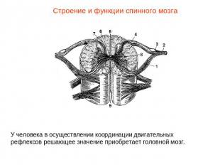 Строение и функции спинного мозгаУ человека в осуществлении координации двигател