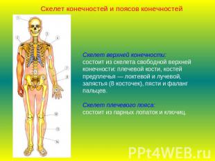 Скелет конечностей и поясов конечностейСкелет верхней конечности:состоит из скел