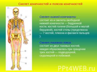 Скелет конечностей и поясов конечностейСкелет нижней конечности:состоит из и ске