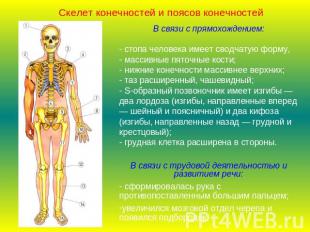 Скелет конечностей и поясов конечностейВ связи с прямохождением:- стопа человека