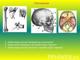 ПовторениеКакие виды костей изображены на рисунке?Какие кости образуют мозговой
