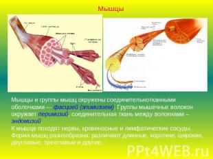 МышцыМышцы и группы мышц окружены соединительнотканными оболочками — фасцией (эп